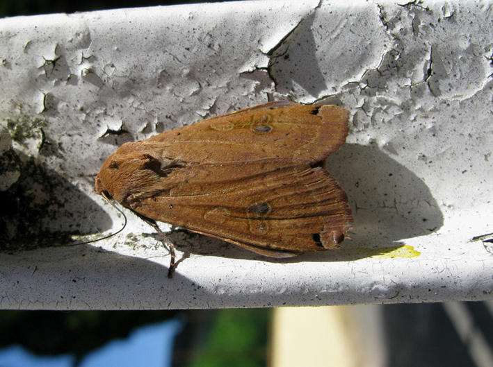 farfalla da identificare - Noctua pronuba